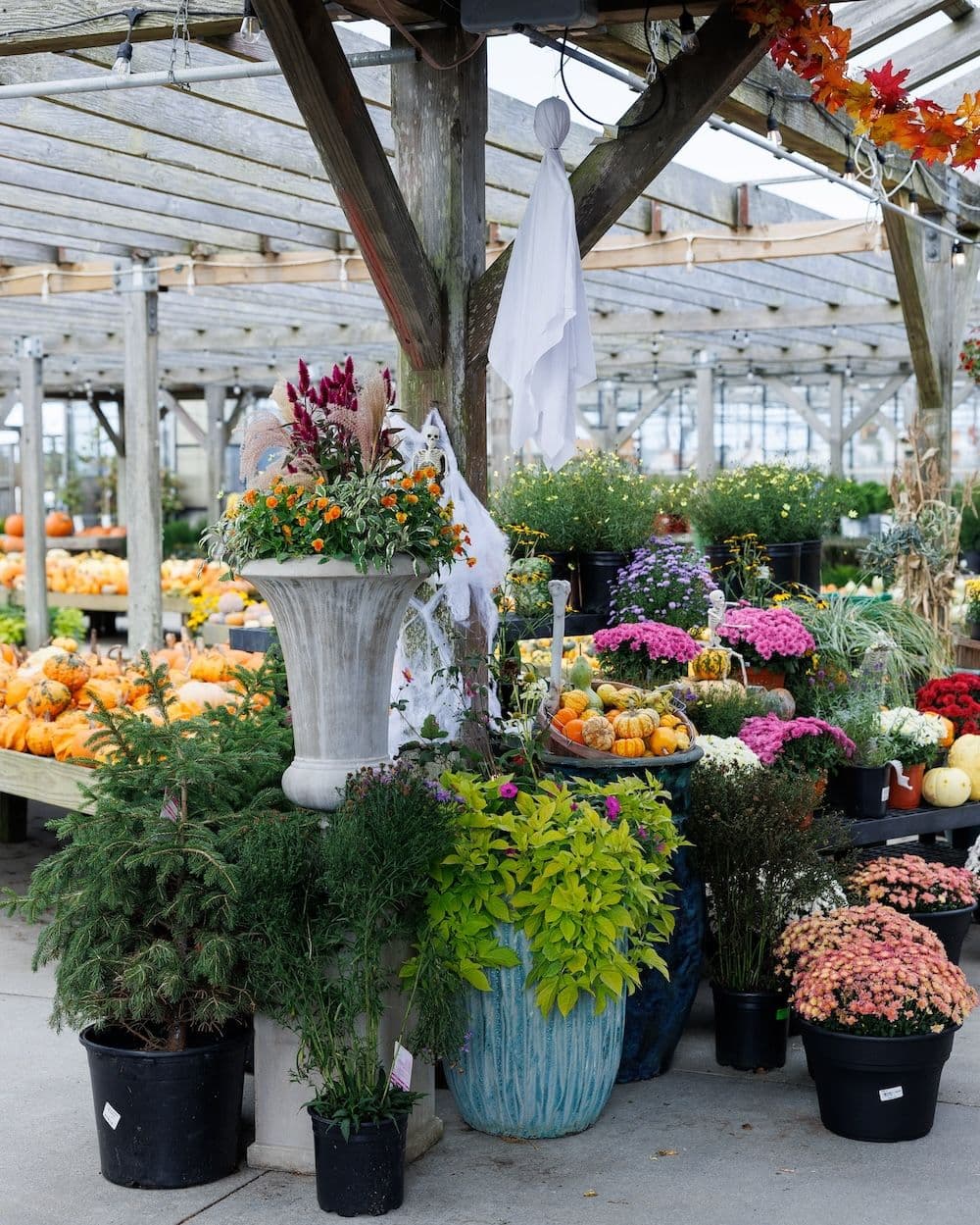 Flowers in pots in greenhouse.